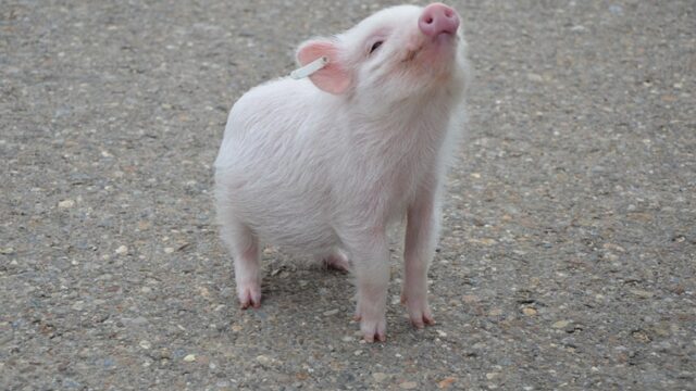 カル様はミニブタなのかマイクロブタなのか 特長や飼う際の注意点 ねこマスクのブログ